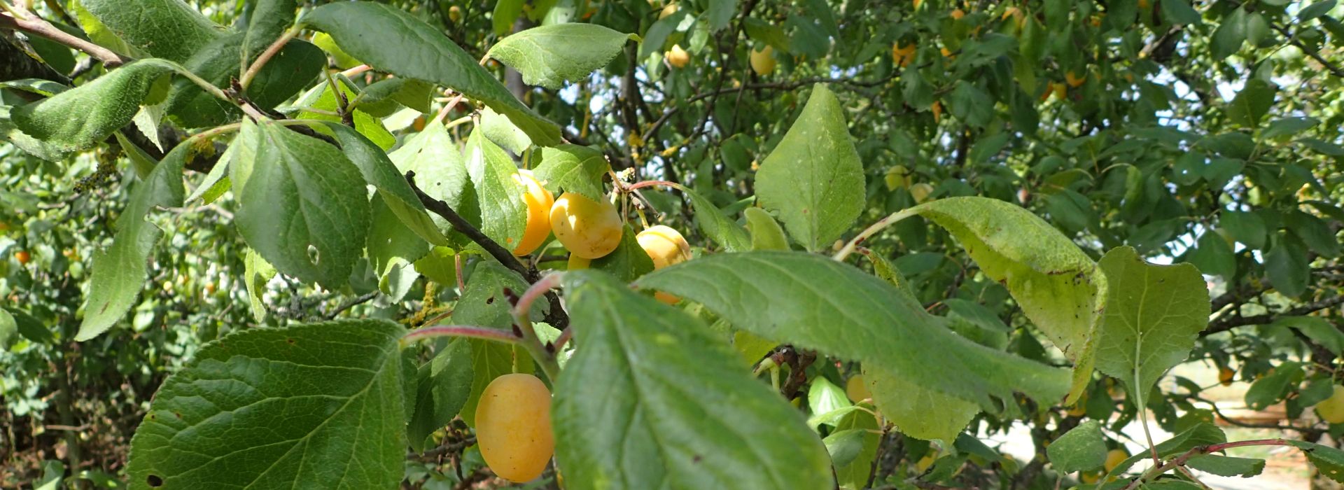 Spindlingfrüchte am Baum