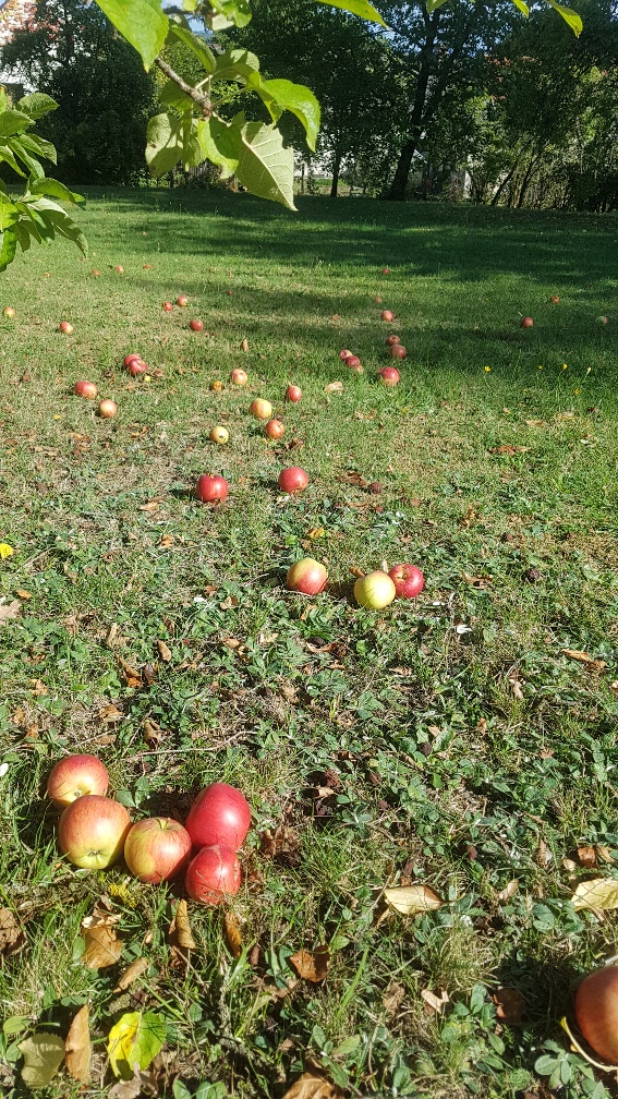 Äpfel auf Wiese