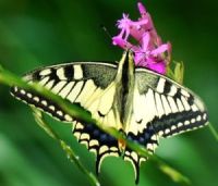 Schmetterling auf Blume