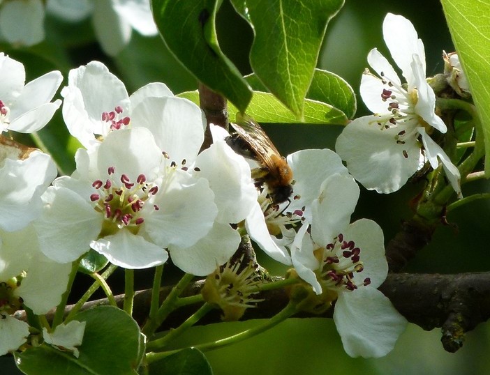 Wildbiene Andrena